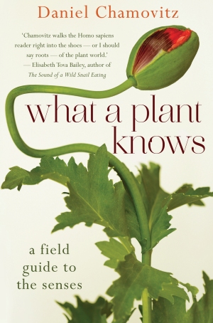 Front cover of What A Plant Knows by Daniel Chamovitz