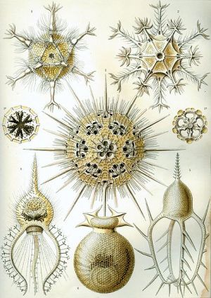 Polyhedral plankton by Ernst Haeckel